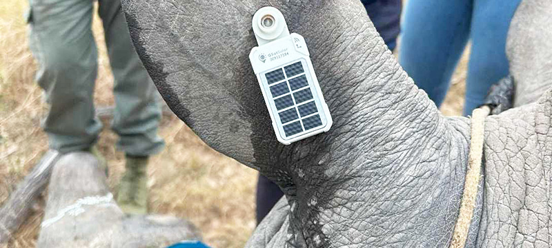 Globalstar Satellite IoT Technology is Helping to Safeguard Africa’s Rhinos and Other Endangered Species